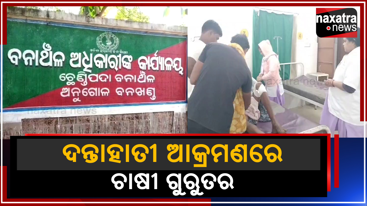 ଦନ୍ତାହାତୀ ଆକ୍ରମଣରେ ଚାଷୀ ଗୁରୁତର